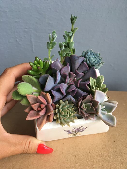 Набір свіжозрізаних сукулентів 250 грн