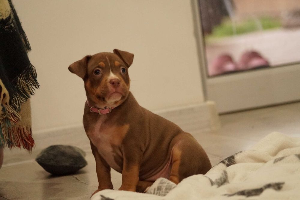 American Bully ABKC Suczka Ojciec 100% Muscletone's