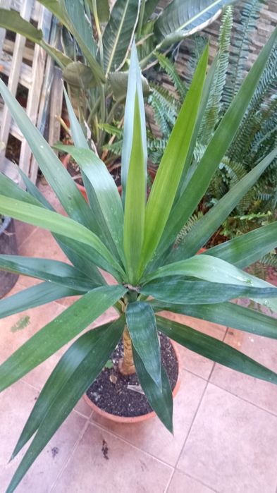 Vendo Yucca em vaso