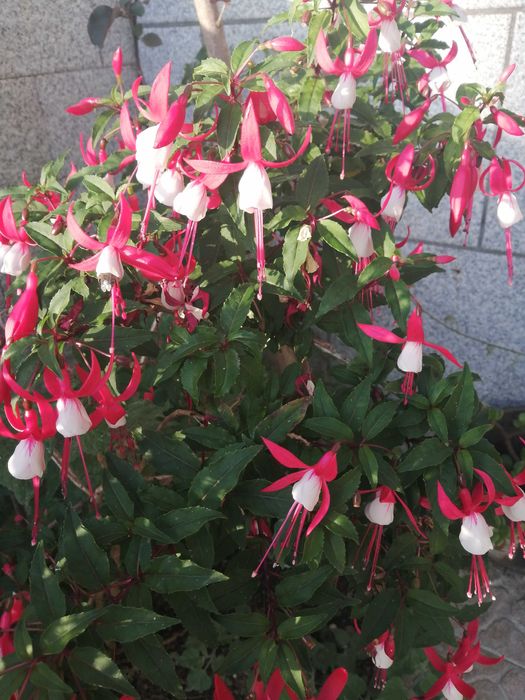Planta natural fuchsia brinco de noiva