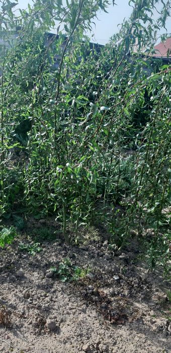 Klon ginala z gruntu