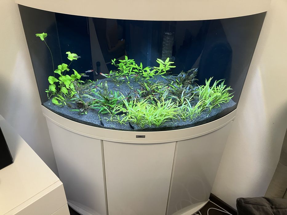 Akwarium Juwel Trigon 190 naroznikowe komlet szafka