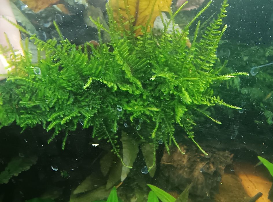 Peacock moss . Mech pawi.