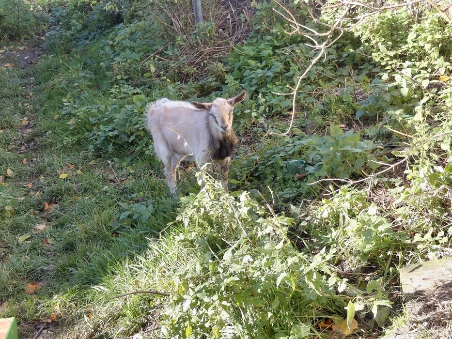 Cap capek kozioł koziołek ur. 23.07.2025