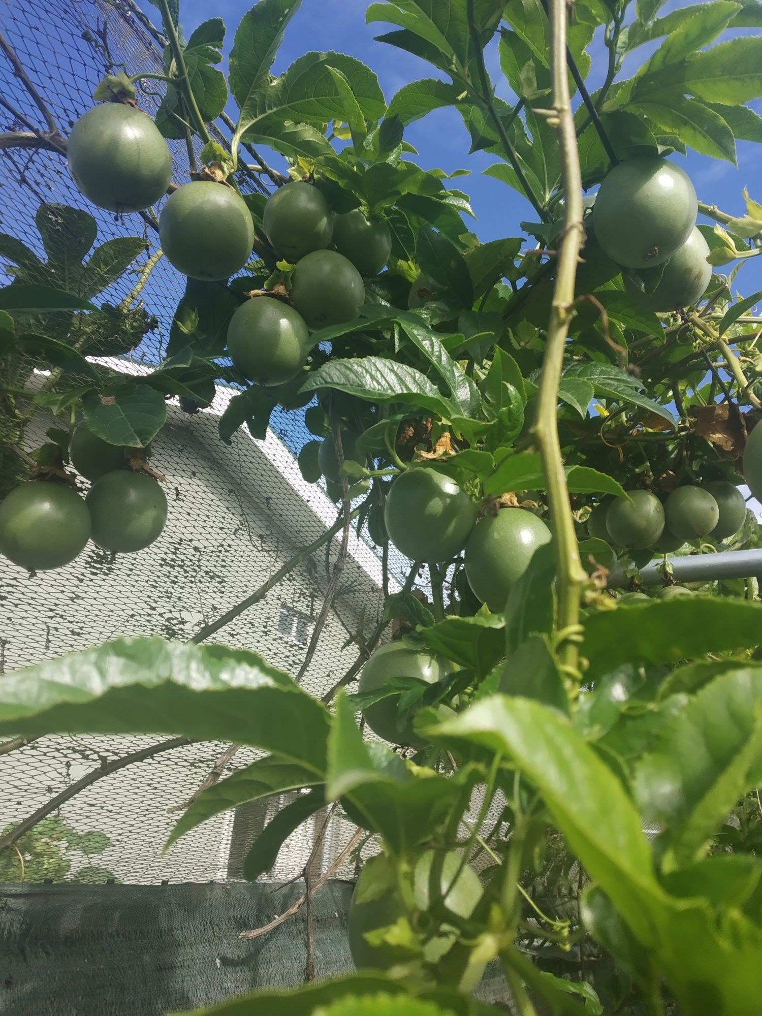 Plantas de Maracujá Roxo, Grande, Doce da Colômbia.