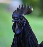Galinhas ayan cemani