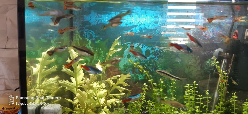 Sprzedam piękne gupiki samiec samiczka zdrowe kolorowe