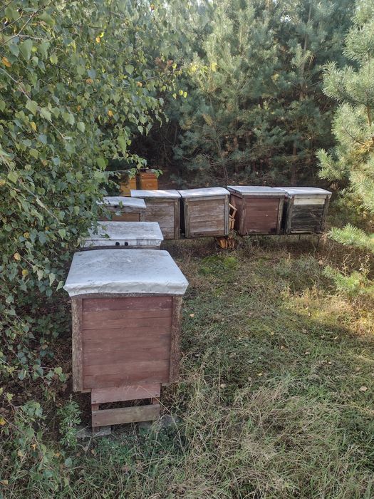 Sprzedam ule z pszczołami