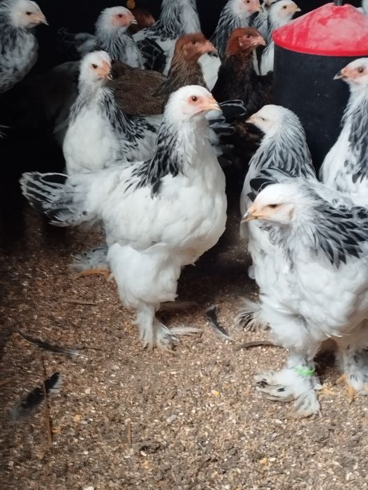 Młode koguty Brahma