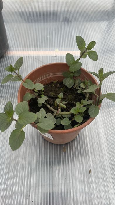 Мʼята шоколадна в горщику