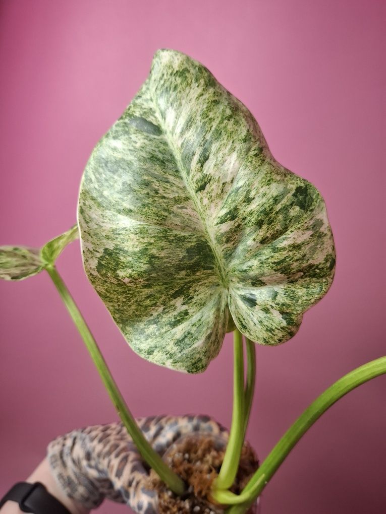 Philodendron giganteum Variegata Blizzard