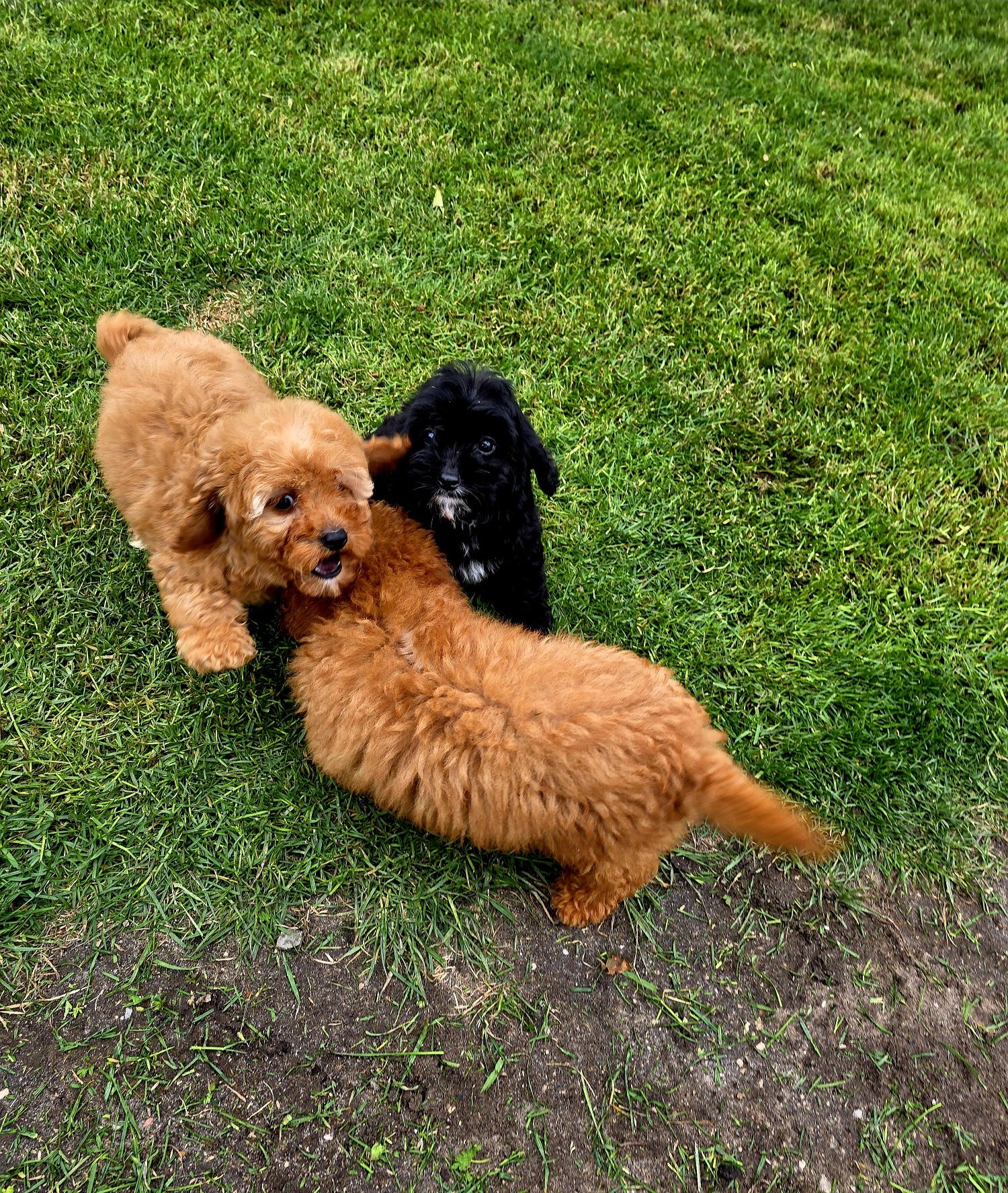 Cavapoo f1b piesek czarny