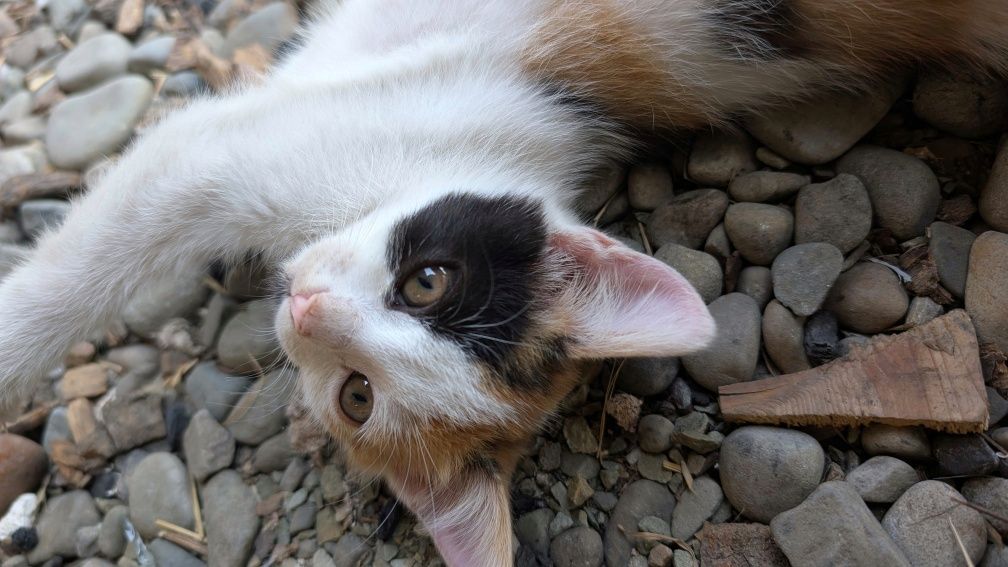 Котята ,кіт , котик