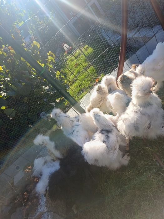 Koguciki silki jedwabiste