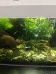 Samce gupika endlera blue japan