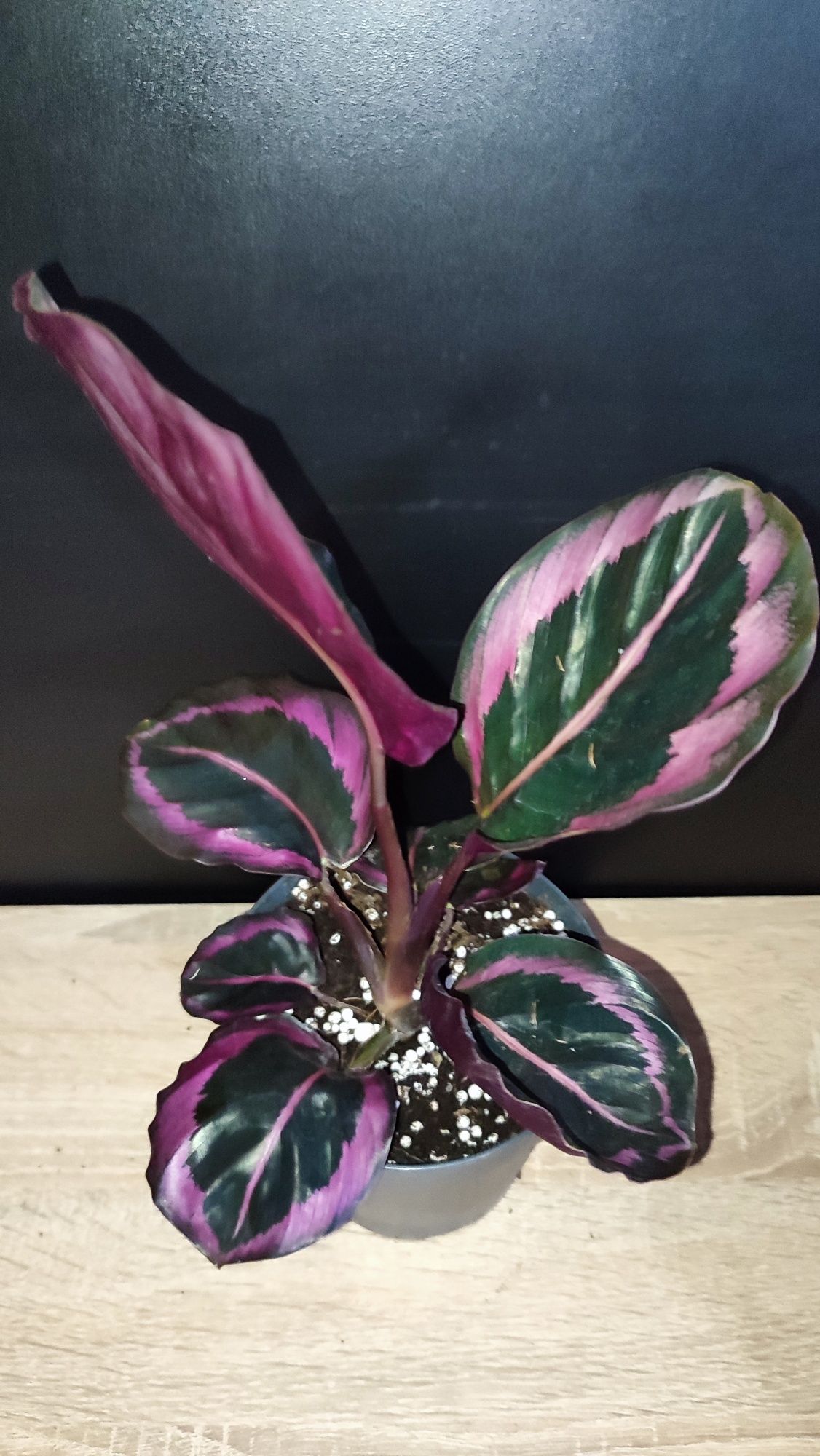 Calathea Red Mojo Starter Plant