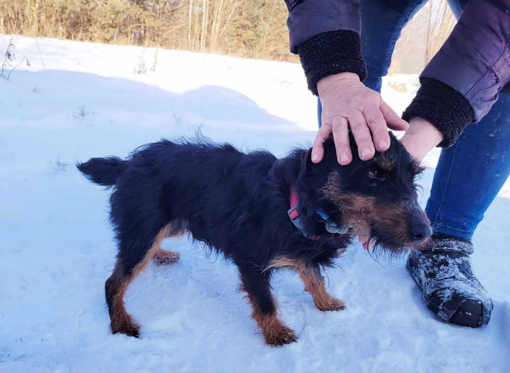 Malutki FOKSIK w typie  jagdteriera ! potrzebuje domu !