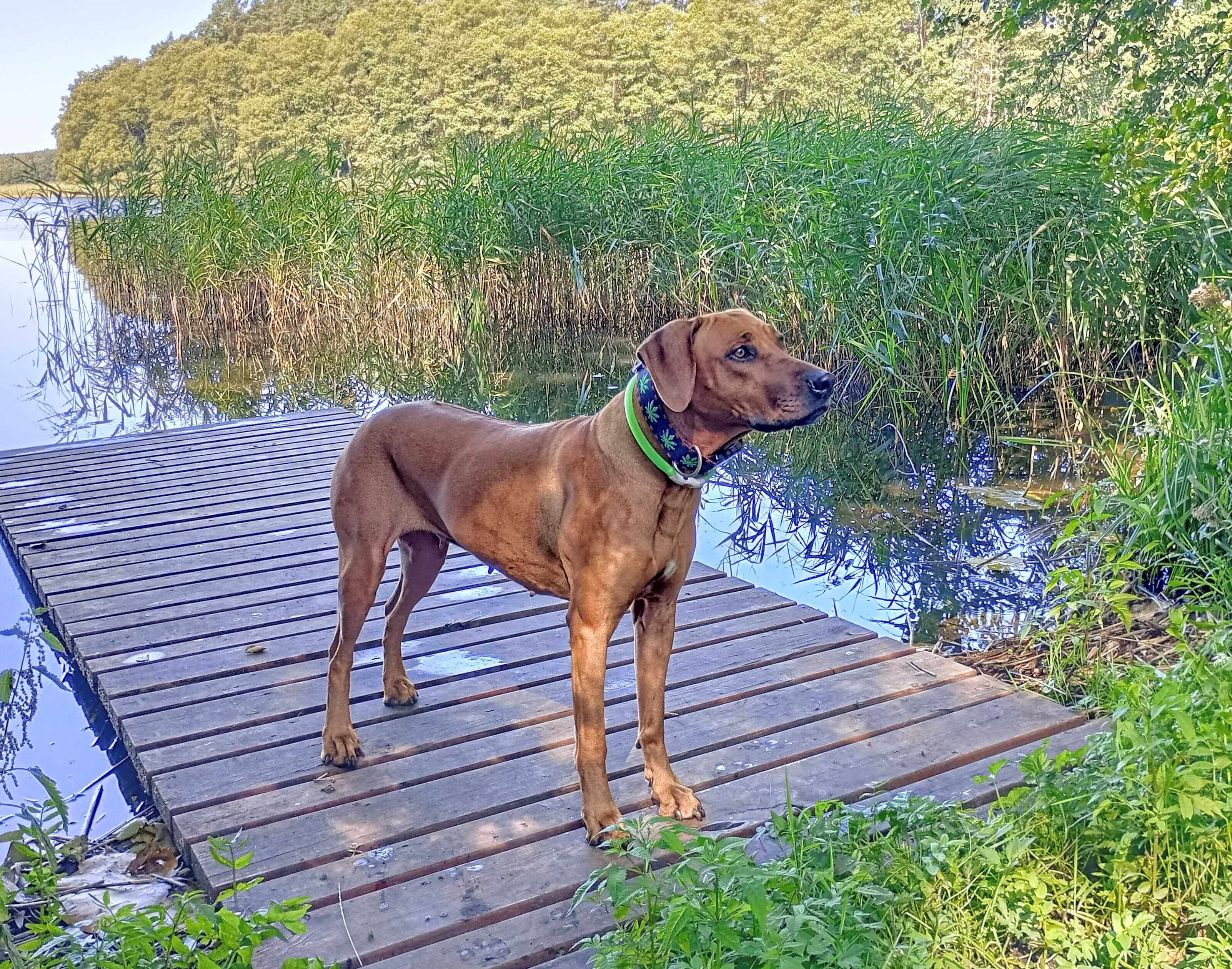 Rhodesian Ridgeback ZKwP/FCI