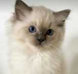 Ragdoll kocurek Blue gotowy RODOWÓD