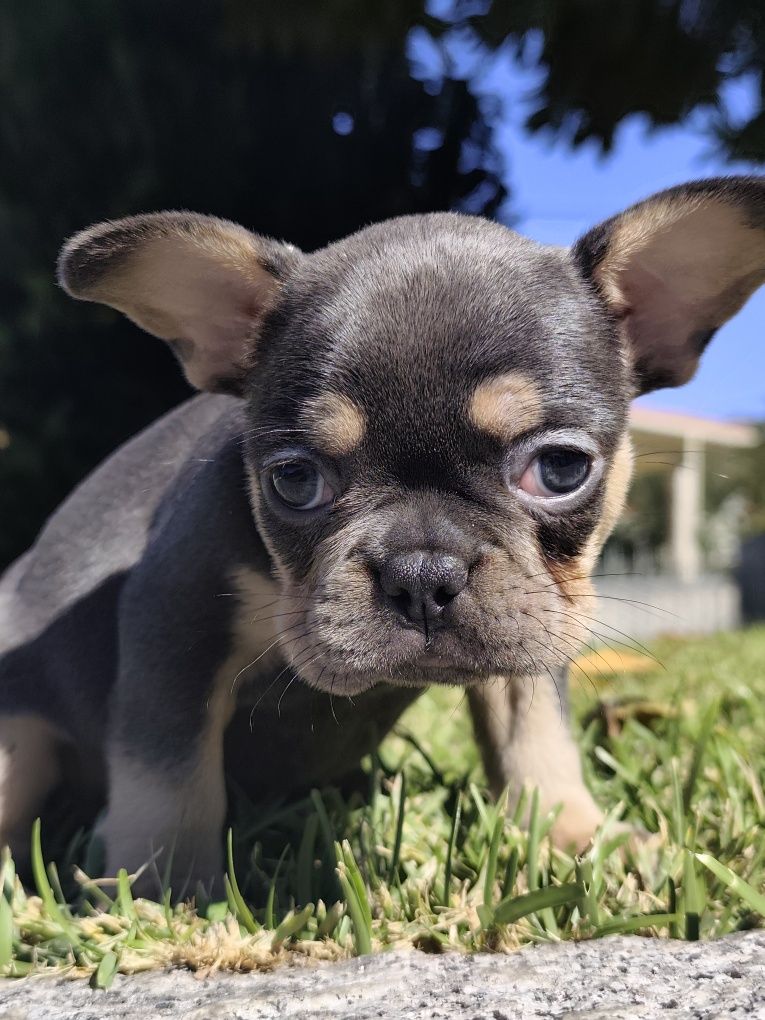 Buldogue francês femea