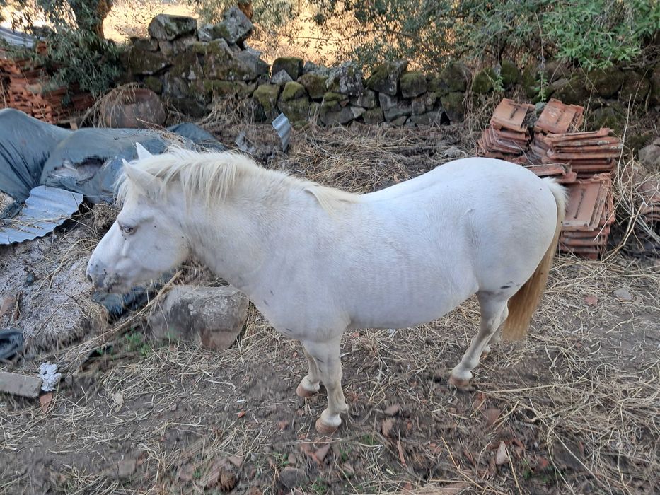 Ponei Macho Gentil