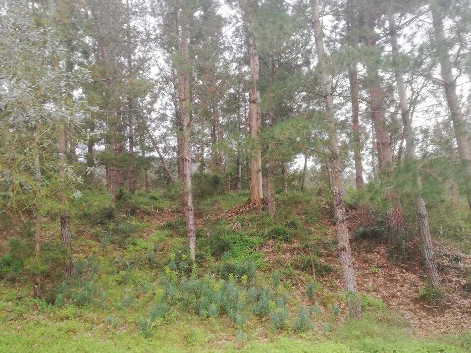 Terreno rústico com olival e pinhal