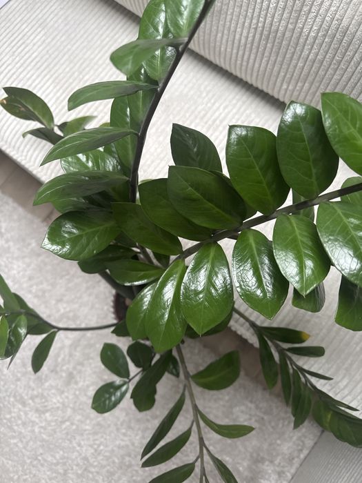 Zamioculcas 100cm zdrowy