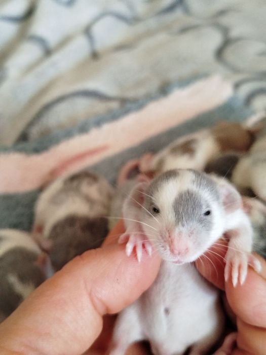 Пацюки дамбо, криси