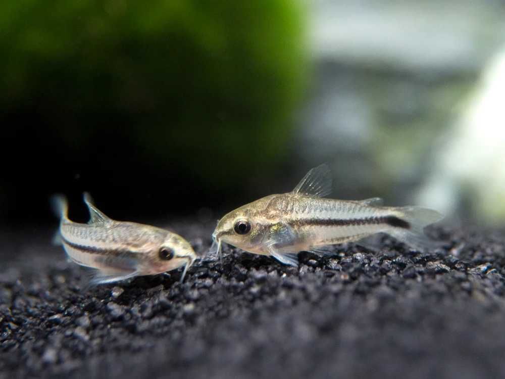 Kirysek pigmej - Kirys karłowaty - Corydoras pygmaeus - dowóz, wysyłka