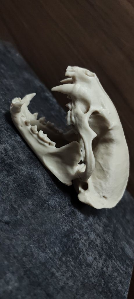 Czaszka borsuk amerykański wydruk 3d