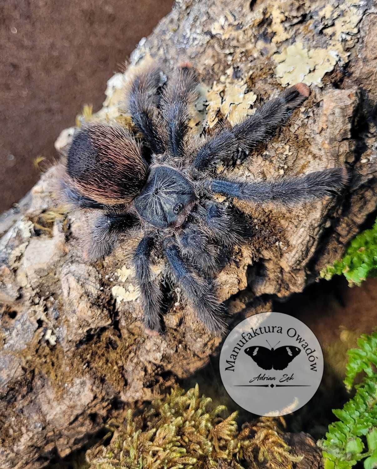 Ptasznik Avicularia avicularia L2/3
