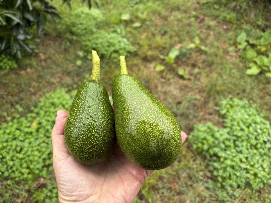 Abacates biológicos