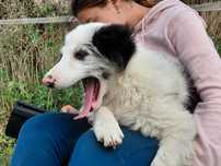 Border collie piesek
