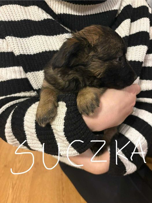 Pieski za darmo Kalisz małe