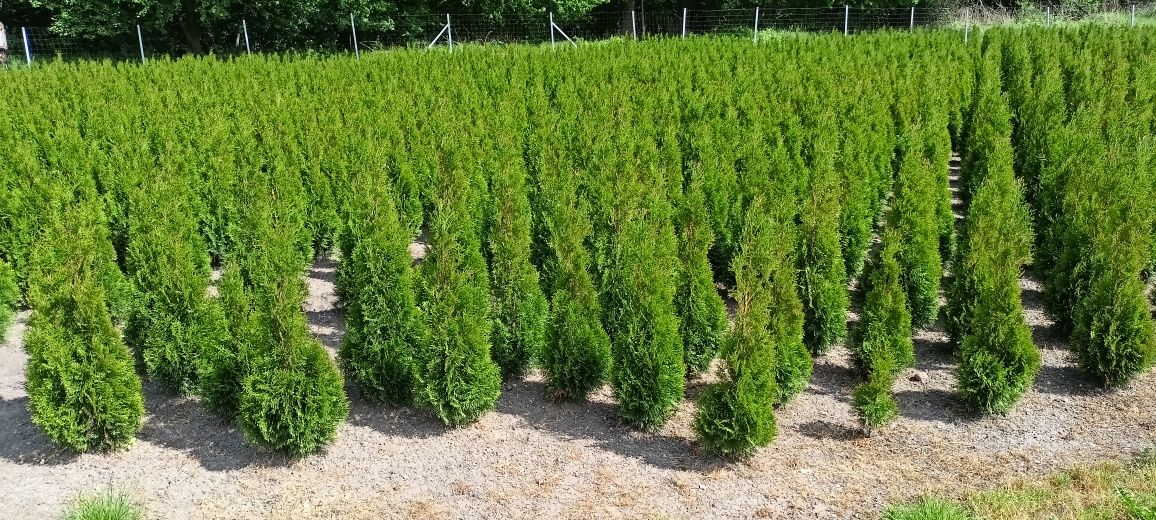 Tuja Szmaragd PROMOCJA 130-140cm