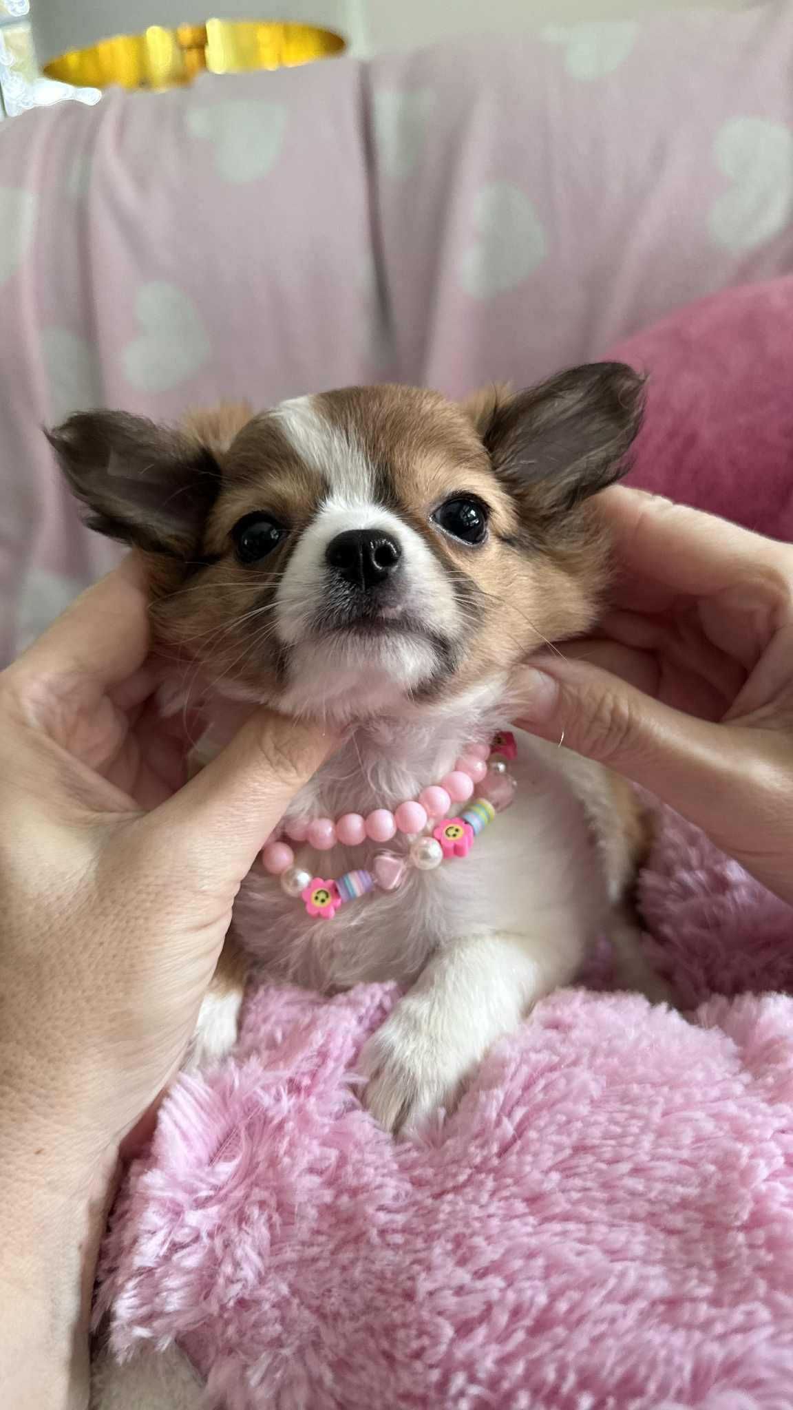 Piękna Dziewczynka Chihuahua z Rodowodem**Super Mini** do 1,6kg.