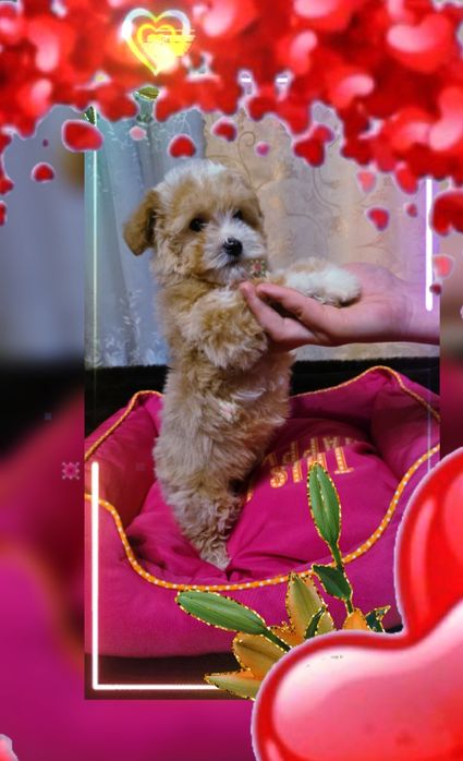 Продам Мальтипу ф1  Крем Девочка