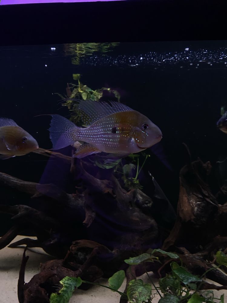 Acarichthys heckelii ( ziemiojad) 5 szt