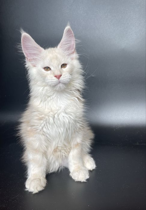 Котята Мейн кун , питомник !