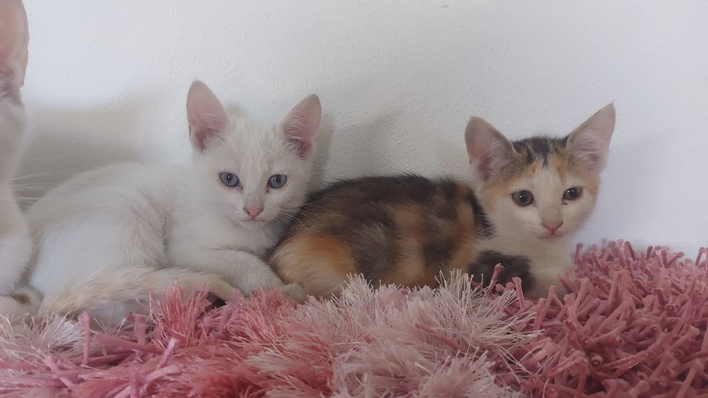 Gatas para adoção