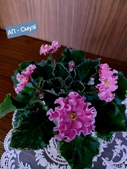 Продам сортові фіалки