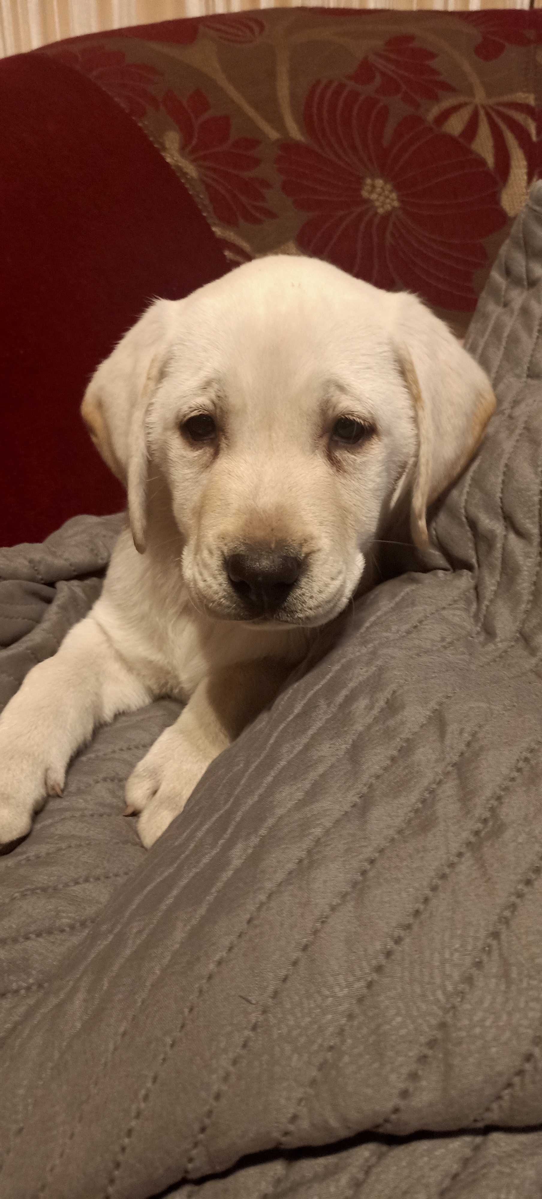 Labrador biszkoptowy pies