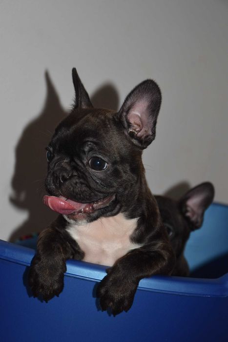 Щенки французского бульдога! Маленкие позитивчики!