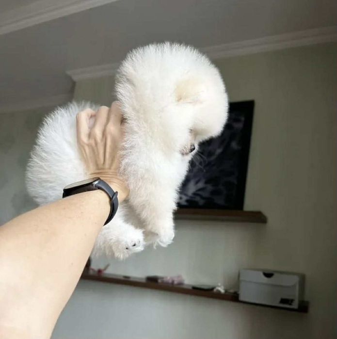 Szpic miniaturowy,pomeranian boo