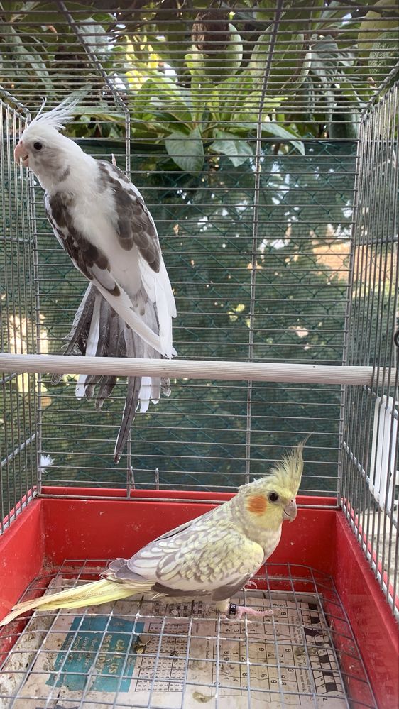 Disponiveis casais caturras , resicollis longfeather e piriquitos ingl