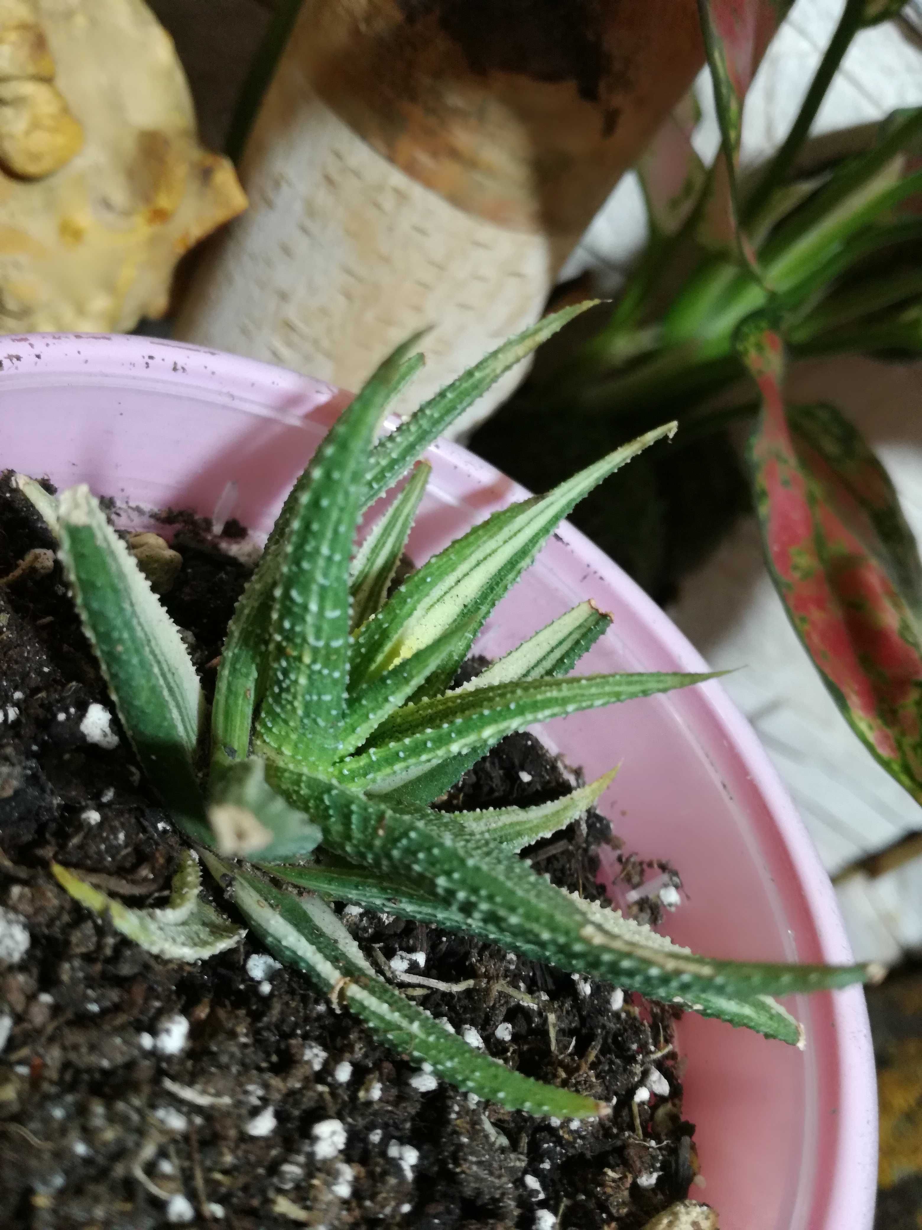 INTERNAT. Havorthia Variegata Cream succulent sansevieria philodendron