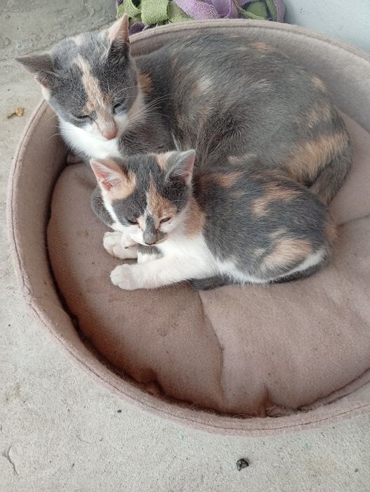 Відам котят у добрі руки(залишилось троє два котики і одна киця)