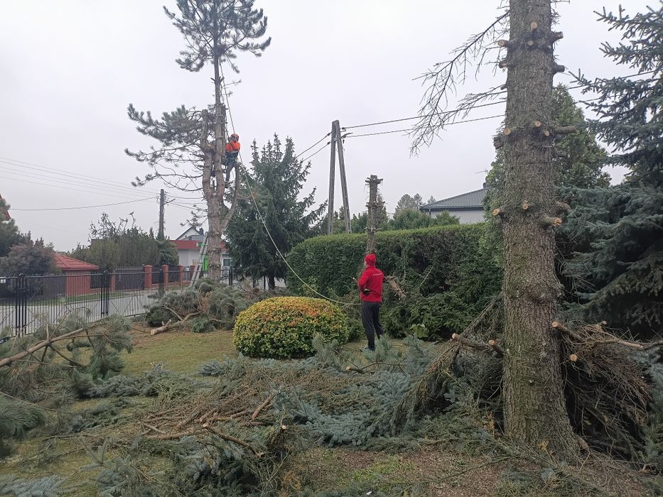 Wycinka drzew ,czyszczenie działek