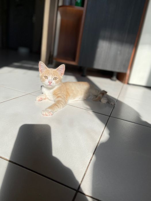 Котята красивый котенок  мальчик