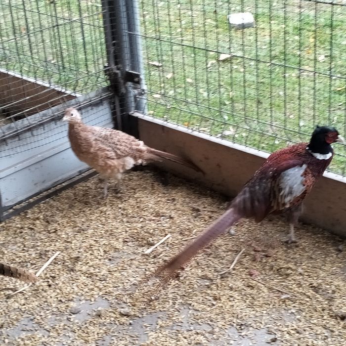 Bażanty łowne i srebrzyste.